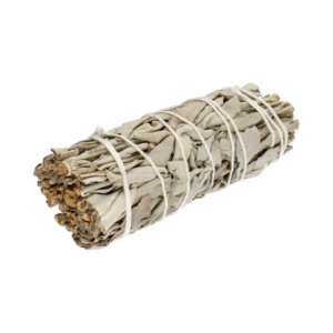 La sauge blanche de Californie